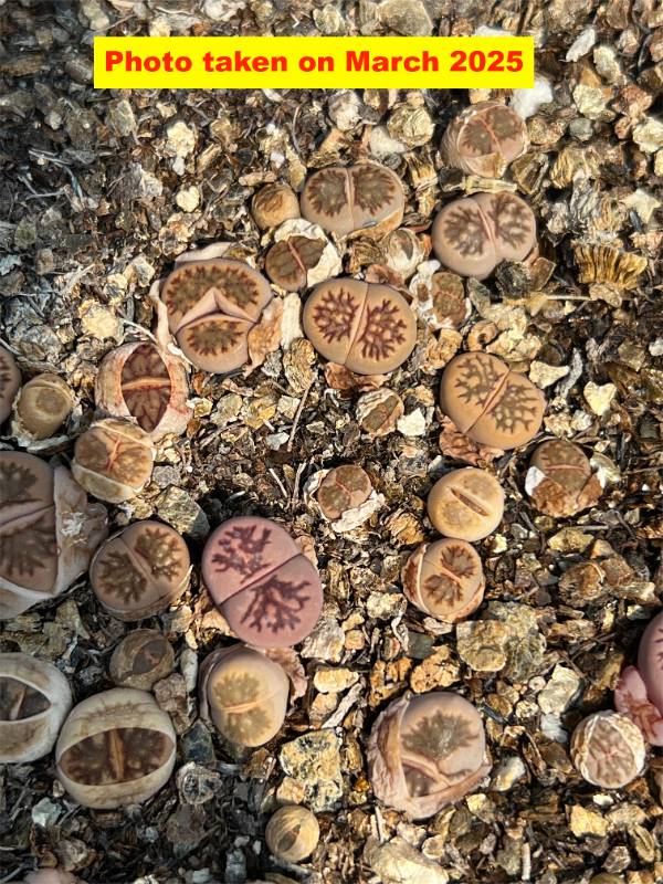 Lithops 